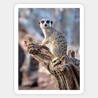 Meerkat Magic, Photography + Digital Art Sticker